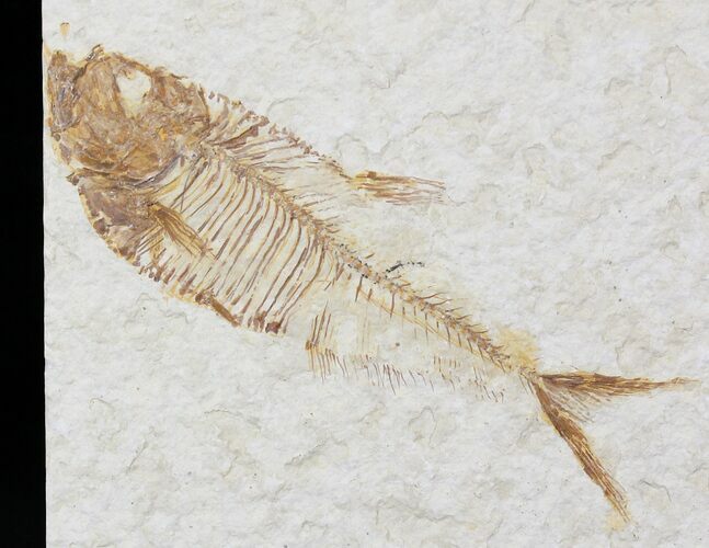 Diplomystus Fossil Fish - Wyoming #22325